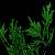 Mugwort.png