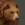 Grizzly Bear 25px.png